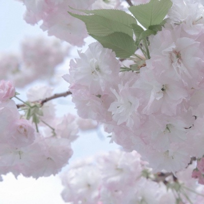 Furry插画元素搭配福瑞群